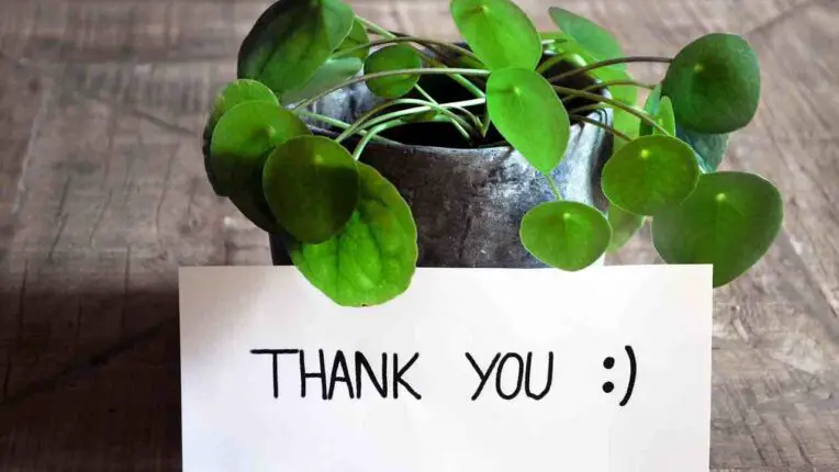 How To Craft the Perfect Employee Thank You Email: A Step-by-Step Guide