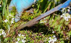 Ten Useful Gardening Tools To Remove Weeds