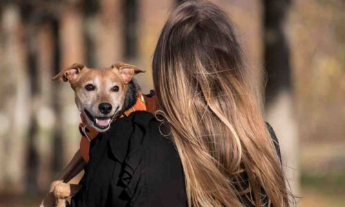 Pet Sitting Business Name Ideas